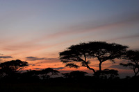 Serengeti sunrise