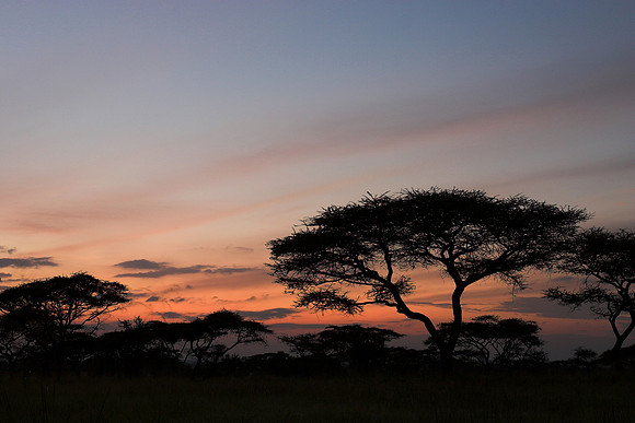 Serengeti sunrise