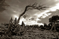 Bristlecone Pines