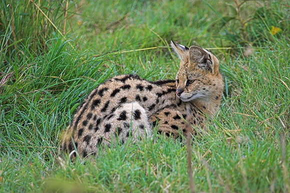 Serval Cat
