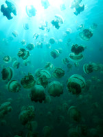 Palau