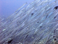 Yap Underwater