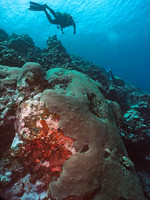 Diver, reef