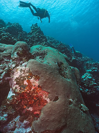 Diver, reef