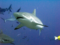 Blacktip reef shark
