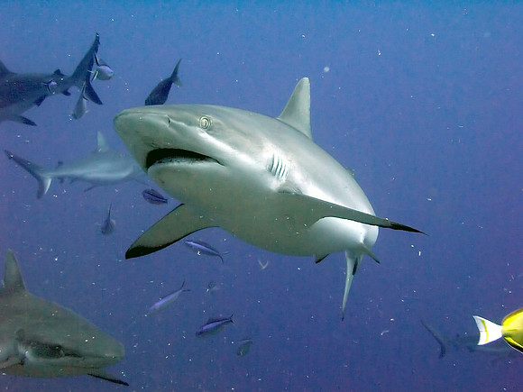 Blacktip reef shark
