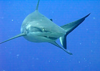 Blacktip reef shark