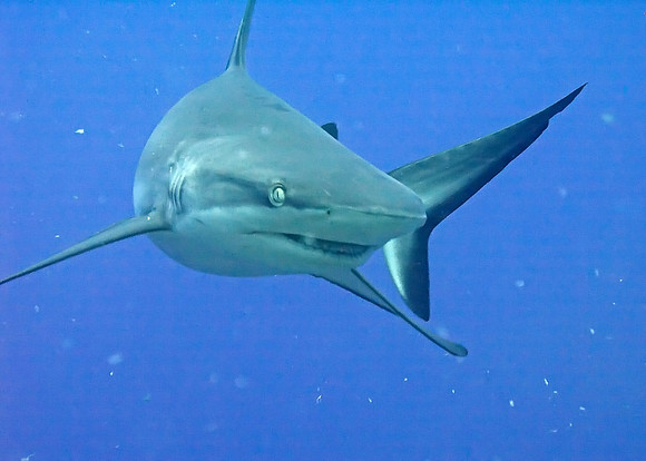 Blacktip reef shark