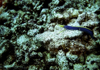 Blue Ribbon Eel