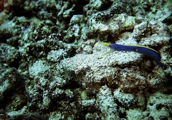 Blue Ribbon Eel