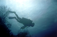 Diver
