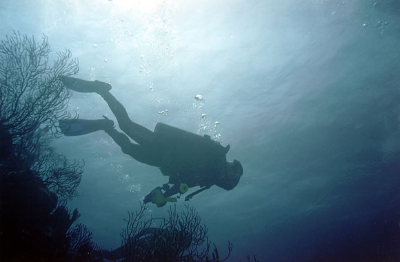 Diver
