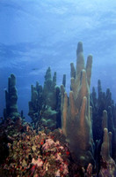 Pillar Coral