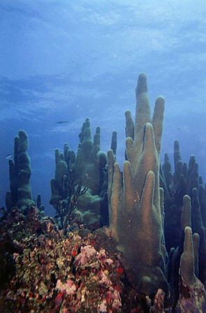 Pillar Coral