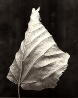 Fallen Leaves