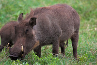 Warthog
