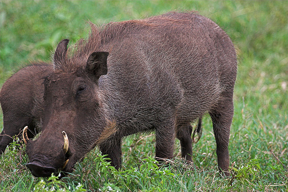 Warthog