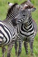 Zebras