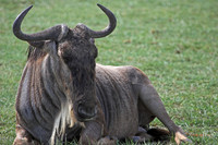 Wildebeest