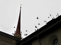 Grossmunster pigeons