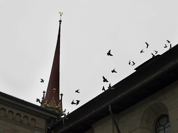 Grossmunster pigeons