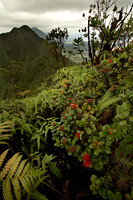Red Ohia