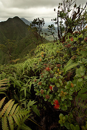 Red Ohia