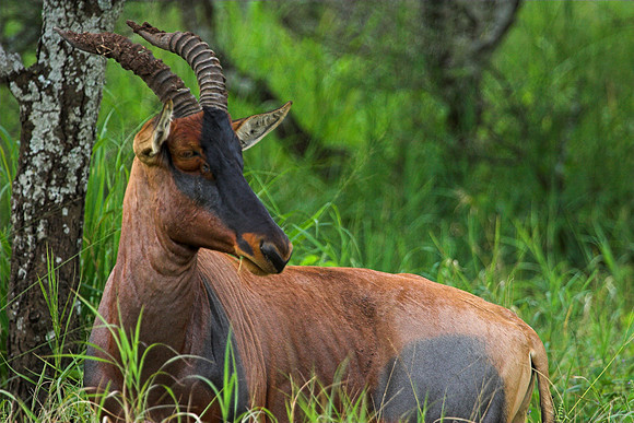 Topi