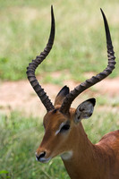 Impala