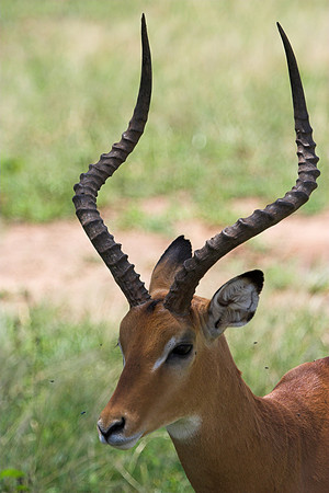 Impala