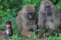 Baboon Family