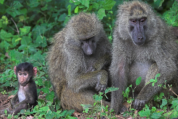 Baboon Family