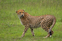 Africa
