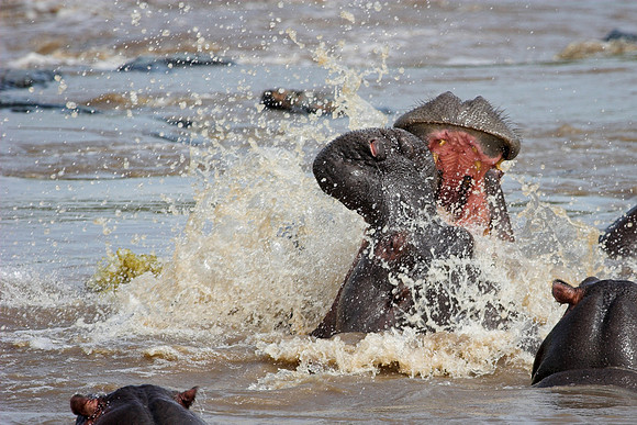 Fighting Hippos