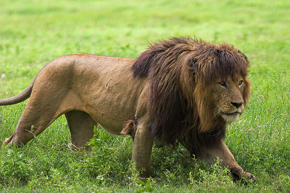 Lion