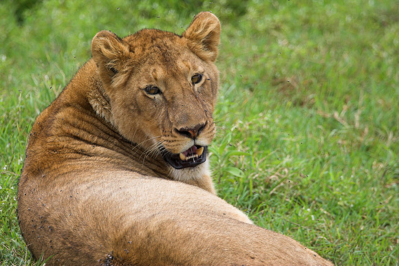 Lioness