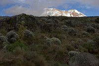 Kilimanjaro