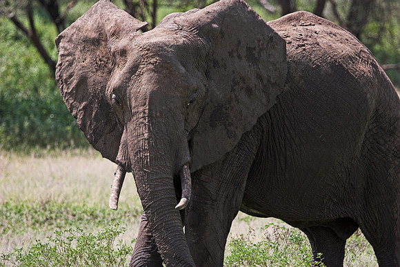Elephant