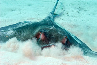 Little Cayman
