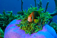 Maldives Underwater