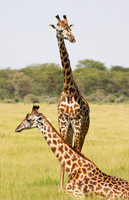 Giraffes