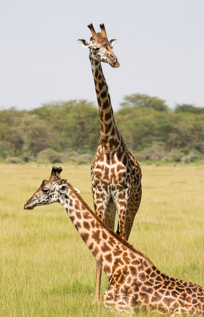 Giraffes