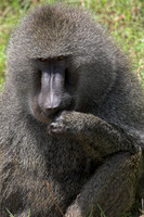 Baboon