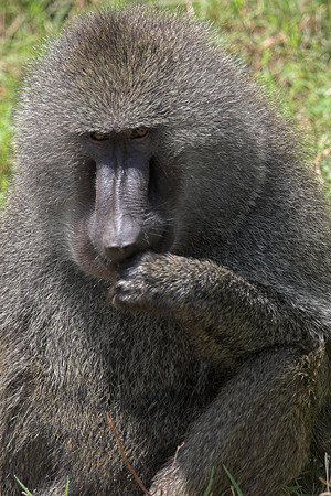 Baboon