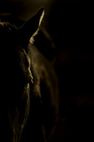 Horses